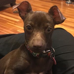 Meet your Posher, Stevendy